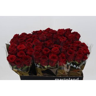 Freshy Rosa Red Naomi Marjo Optimaal