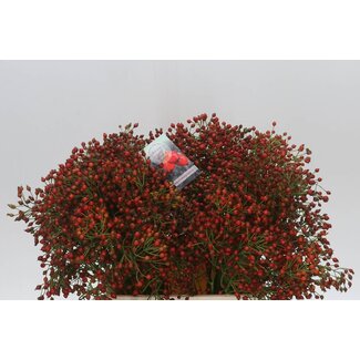Freshy Rozenbottel Fair Jewel