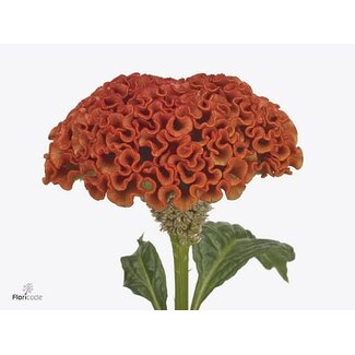Freshy Celosia C Reprise Orange