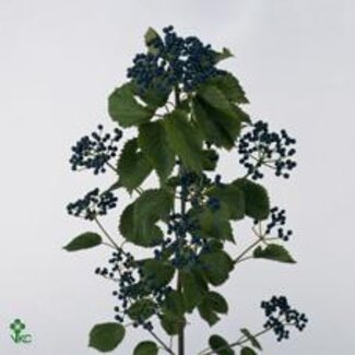 Freshy Viburnum Dark Blue Hermania