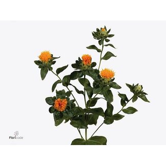 Freshy Carthamus Tinctorius Overig Bio