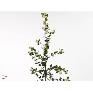 Freshy Symphoricarpos Mag Avalanche Bio