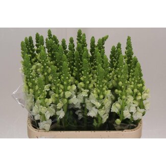 Freshy Antirrhinum op Fresh White