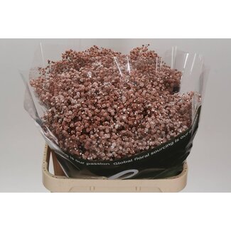 Freshy Gyps Kleurbehandeld Brownie