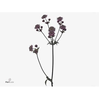 Freshy Astrantia Star Of Love