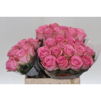 Freshy Rosa Renaissance