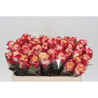 Freshy Rosa Chapeau
