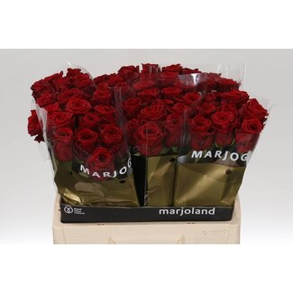 Freshy Rosa Red Naomi Marjo