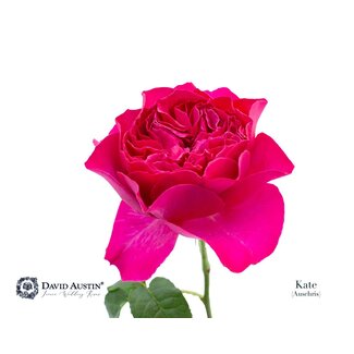 Freshy Rosa David Austin Kate