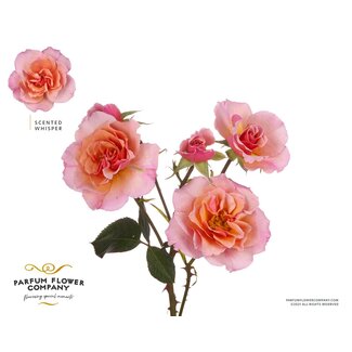 Freshy R tros Parfum Scented Whisper