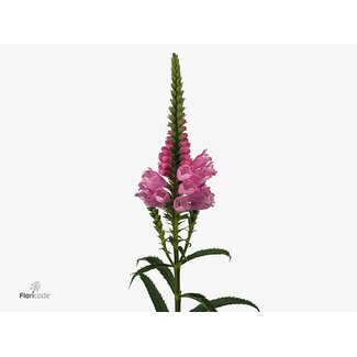 Freshy Physostegia Virginiana Overig