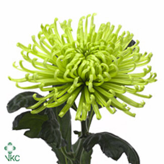 Freshy Chrysant deco Anastasia Green
