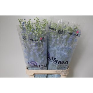 Freshy Delphinium En Sky Waltz