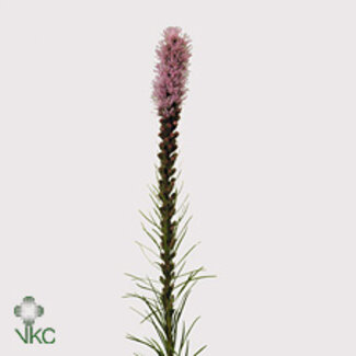 Freshy Liatris Callilepis