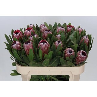 Freshy Protea Pink Ice