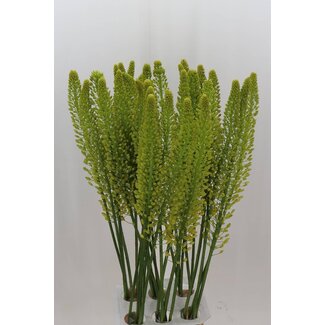 Freshy Eremurus Lucia-ro
