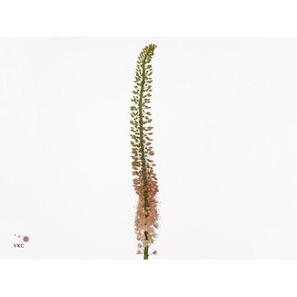 Freshy Eremurus Oase