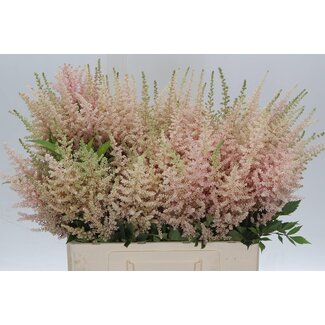 Freshy Astilbe Ja Avalanche