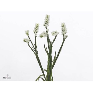Freshy Limonium S Frost Wings