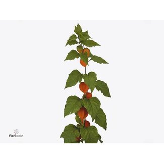 Freshy Physalis lampion L.60 x10