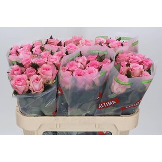 Freshy Rosa Jessika