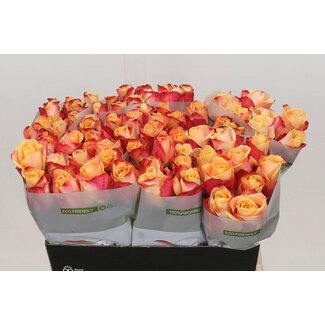 Freshy Rosa Pebbles