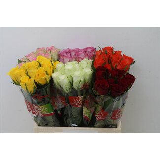 Freshy Rosa Gem In Fust