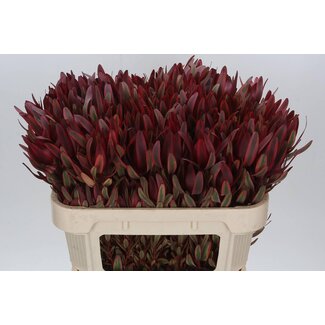 Freshy Leucadendron Jester