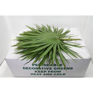 Freshy Palmblad | Kleur: Groen | Lengte ± 65 centimeter | 25 takken per bos