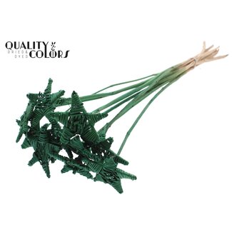 QC Lata star on stem Hat type Green