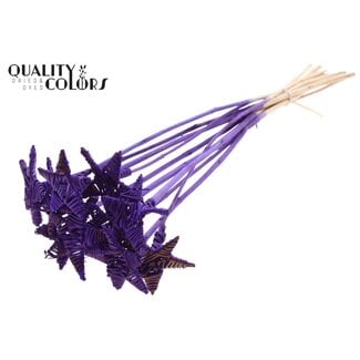 QC Lata star on stem Hat type Purple