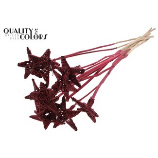 QC Rattan Lata Star Stake | Colour: Bordeaux red | Lata Star Flat Stake | Length ± 50 centimeter | Per 10 stakes