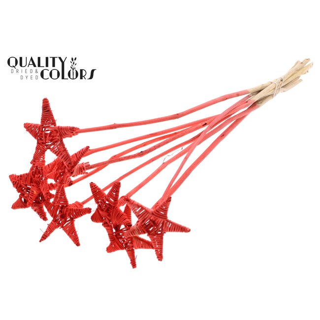 Lata star on stem Hat type Coral