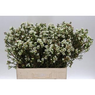 Freshy Chamelaucium Un Casin White