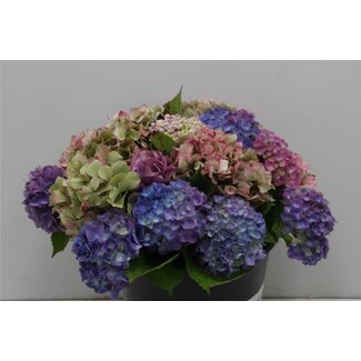 Freshy Hydrangea M Gemengd Fr