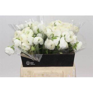 Freshy Ranunculus Eleg White A2