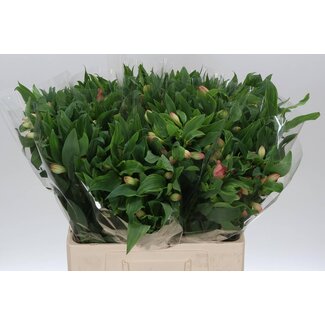 Freshy Korte Alstroemeria Incalelie “True Dream” | Kleur: Roze | Lengte ± 60 centimeter | Per 20 stelen