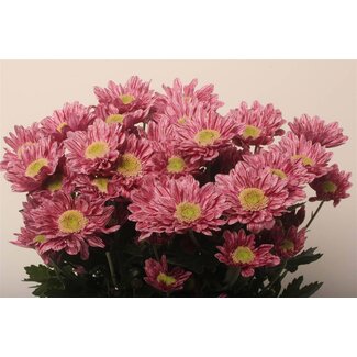 Freshy Chrysant T Serenity