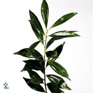 Freshy Cocculus Pres Green (p. bos)