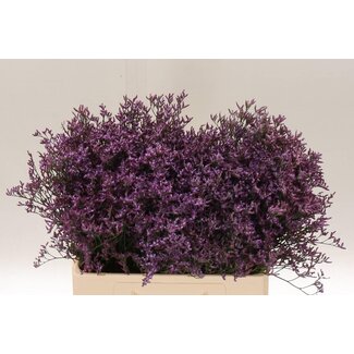 Freshy Limonium Saf Lilac