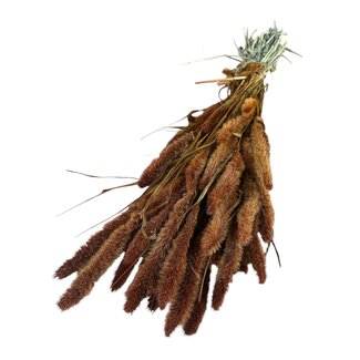 Dutch Dried Gedroogde Setaria | Kleur: Oranje Bruin | Setarea Droogbloemen | Lengte ± 70 centimeter | Gewicht 150 gram | Per bos