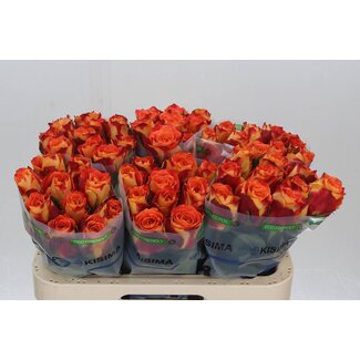 Freshy Rosa Silantoi