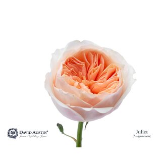 Freshy Rosa David Austin Juliet