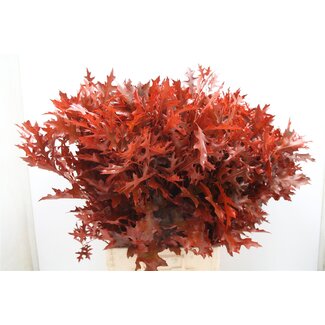 Freshy Quercus Palus Col Red