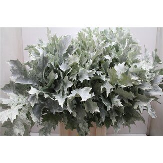 Freshy Quercus Rubra Col Green Frosted