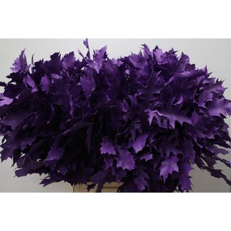 Freshy Quercus Rubra Col Purple
