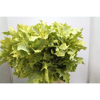 Freshy Quercus Rubra Col Geel