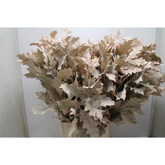 Freshy Quercus Rubra Col Autumn