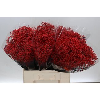 Freshy Gyp Kleurbehandeld Million Rood