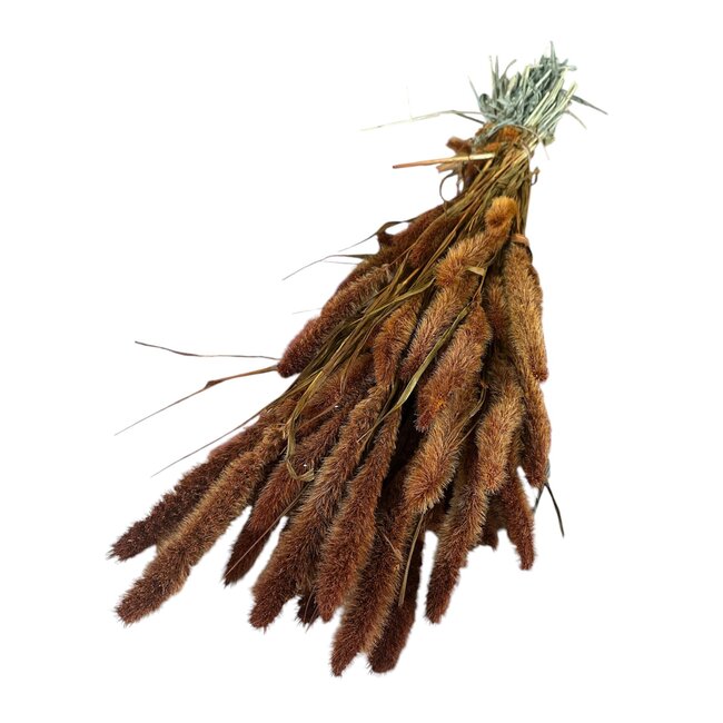 Gedroogde Setaria | Kleur: Oranje Bruin | Setarea Droogbloemen | Lengte ± 70 centimeter | Gewicht 150 gram | Per bos